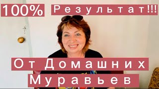 Муравьи - как избавиться раз и навсегда