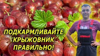 Лучшее удобрение для крыжовника