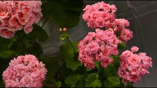 Герань: советы по выращиванию