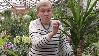 Юкка: как выращивать и ухаживать