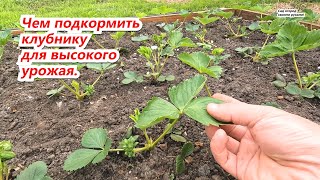Удобрения для клубники весной