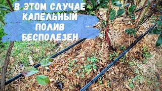 Так вы подкислите воду для весеннего полива голубики