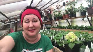 Гортензия крупнолистная: советы по выращиванию и уходу