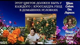 Цветы кроссандры: Как выращивать и ухаживать за ними?