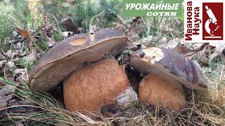 Посадите грибы в своем саду, чтобы улучшить здоровье почвы