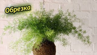 Обрезка Аспарагуса. Как омолодить и сформировать куст аспарагуса