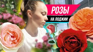 Выращивание роз на балконе - хорошая идея? Что советуют специалисты?