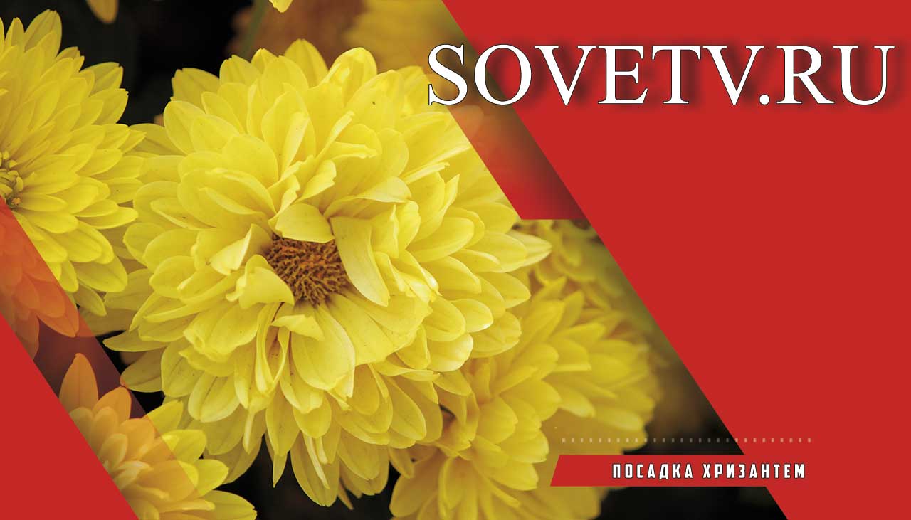 Посадка хризантем весной:  уход, какая нужна мультифлора и грунт