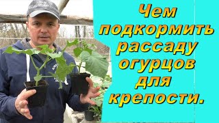 Подкормка для рассады огурцов: секреты быстрого роста и богатого урожая