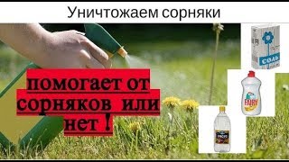 Уксус в саду – чудодейственное средство от всех проблем или большая ложь?